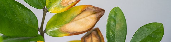 southland-alibi-)-green-thumb-400991