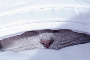 cat under the covers