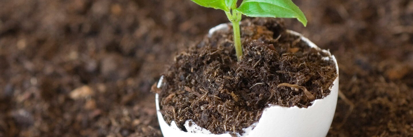 soils-and-plant-nutrition-biolgyx493-2