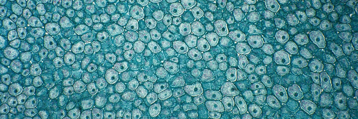 Microscopic view of a cluster of cells.