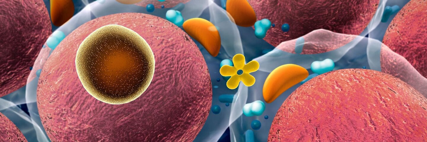 Foundations in Human Physiology