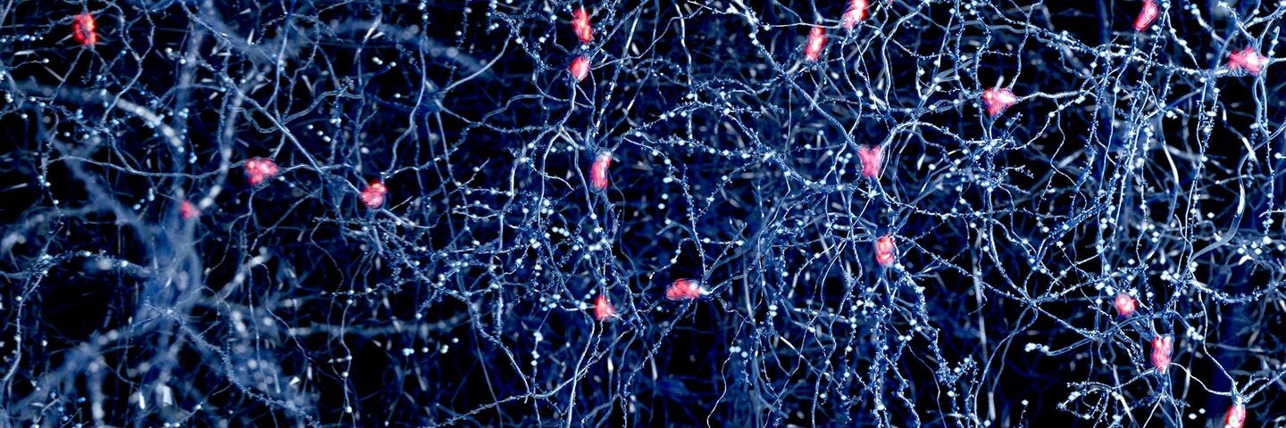 neurophysiology-how-the-brain-thinks-physcix435