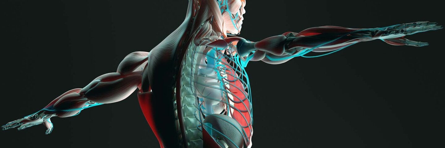 the-human-body-how-it-functions-physcix449