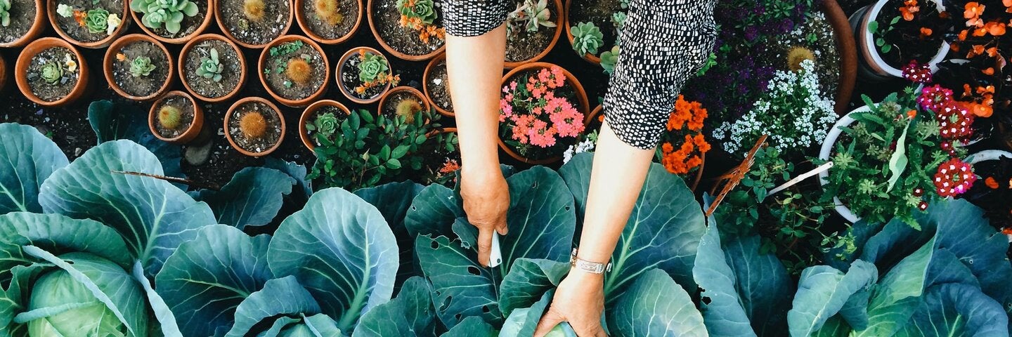 woman planting flowers in garden