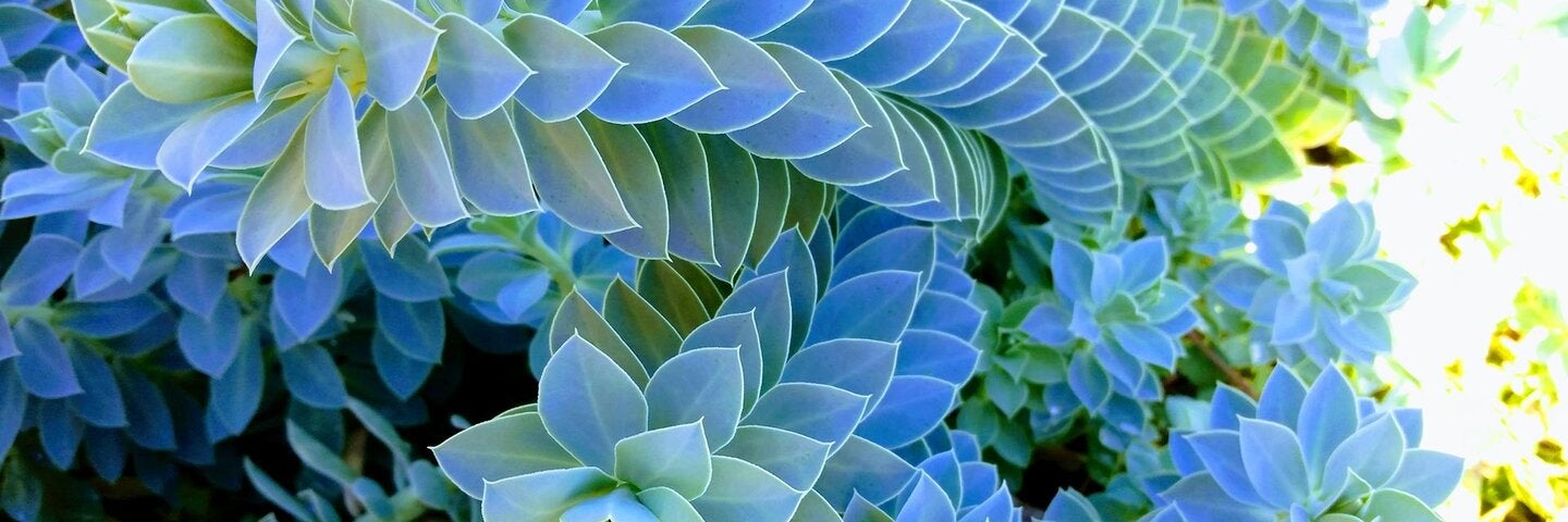 close up of desert plant