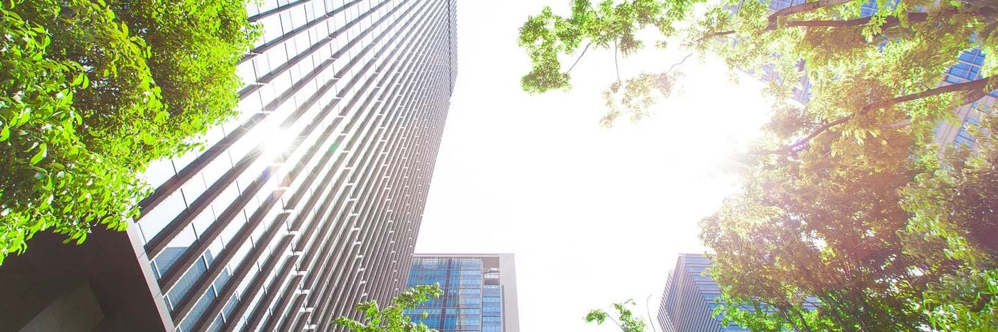 management-urban-trees-biolgy-x-49268