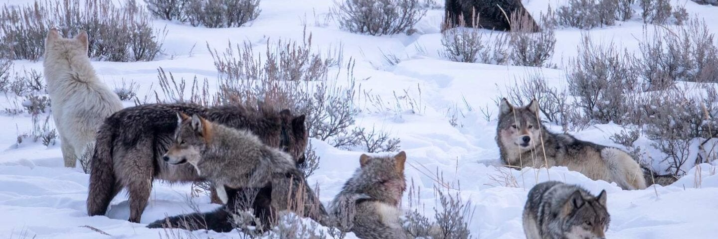 Wolf pack in the snow