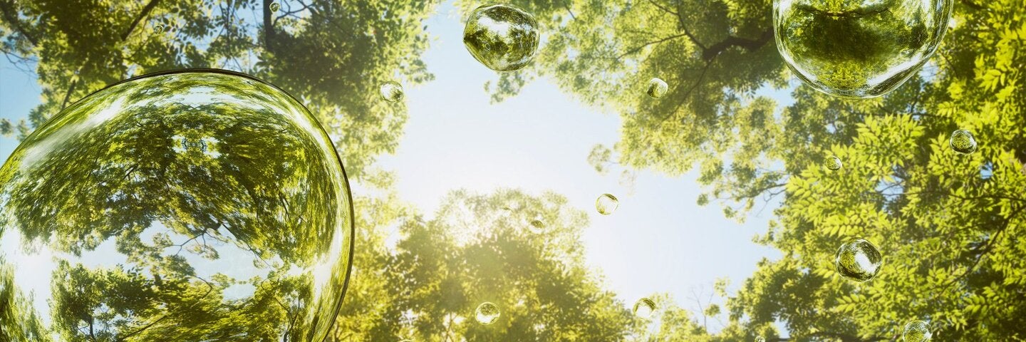 upward view of tree tops with water droplets