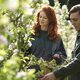 Two people cutting Apple Blossom In Orchard